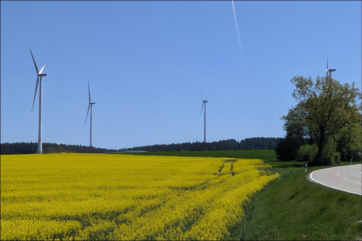 Rapsfeld mit Windrädern im Hintergrund